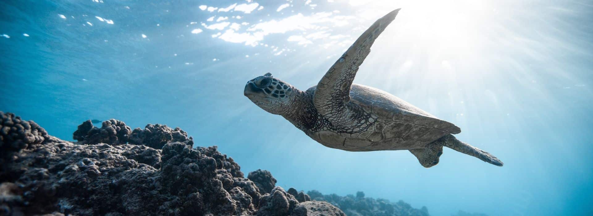 Scuba Diving Spots in Larnaca