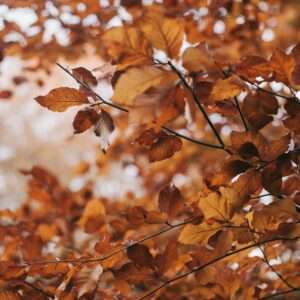 autumn colors in Cyprus