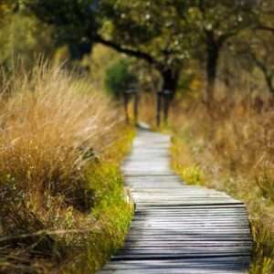 Nature Trails